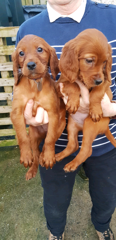 red setter puppy price